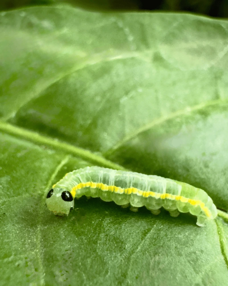 Conservación de especies y hábitats