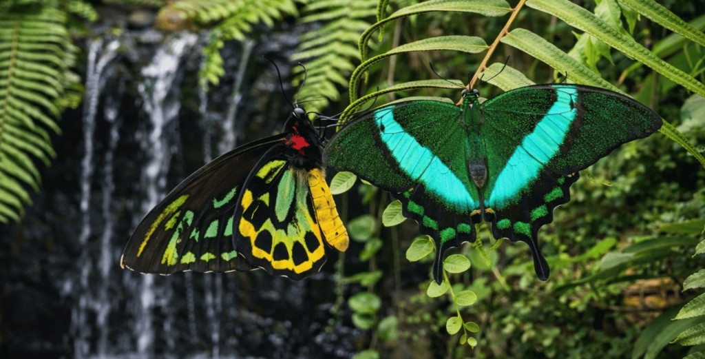 El parque de mariposas más bonito de europa