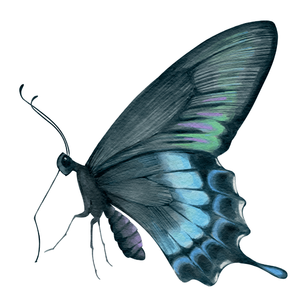 Mariposa de perfil